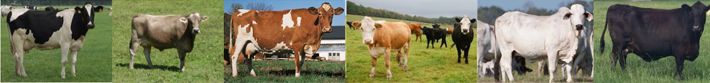 beef, calf, cow