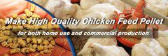 How to Make Homemade Chicken Feed With Low-Cost In Kenya?